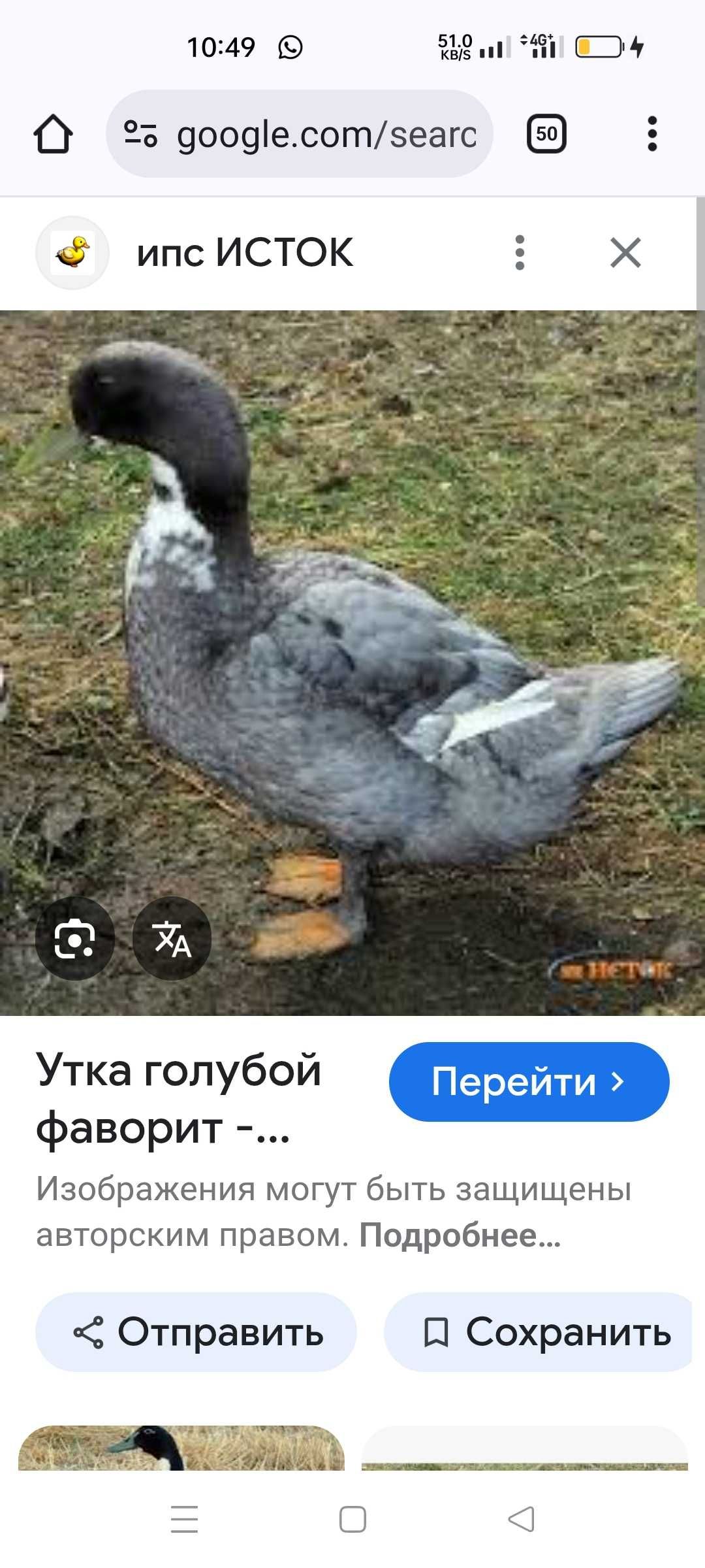 Продам башкирский уток