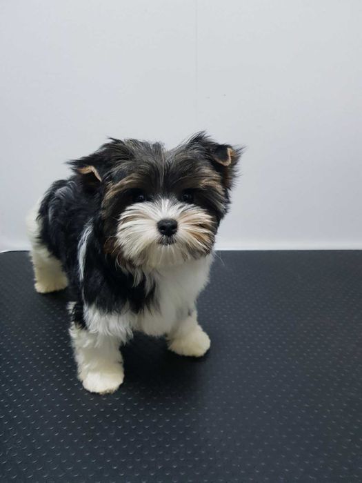 Продава  Померан, Бивър териер, Пекинез, Френски булдог