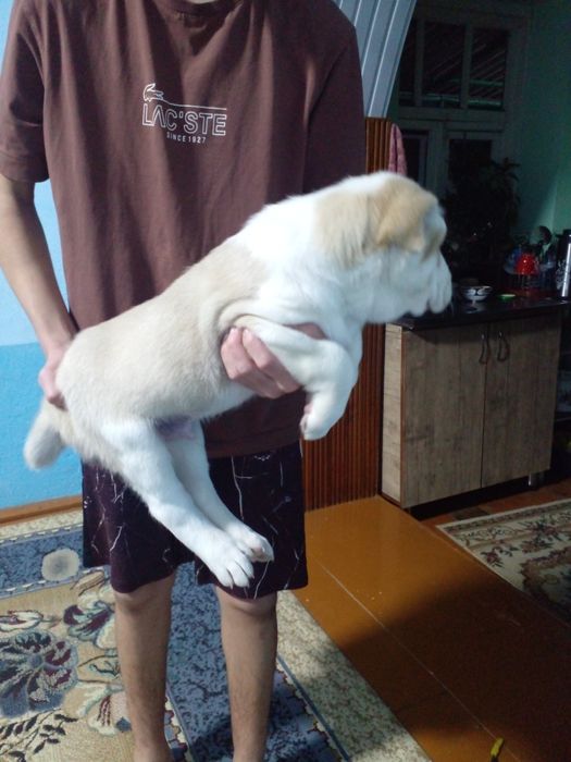 Продаются Алабай