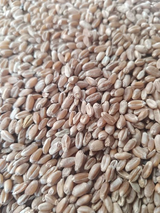 Пшеница 3 класс Казахстан