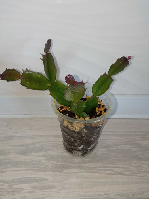 Shluberger (dekabrist)