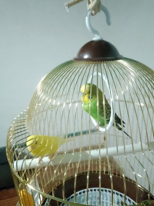 папугай бир пара