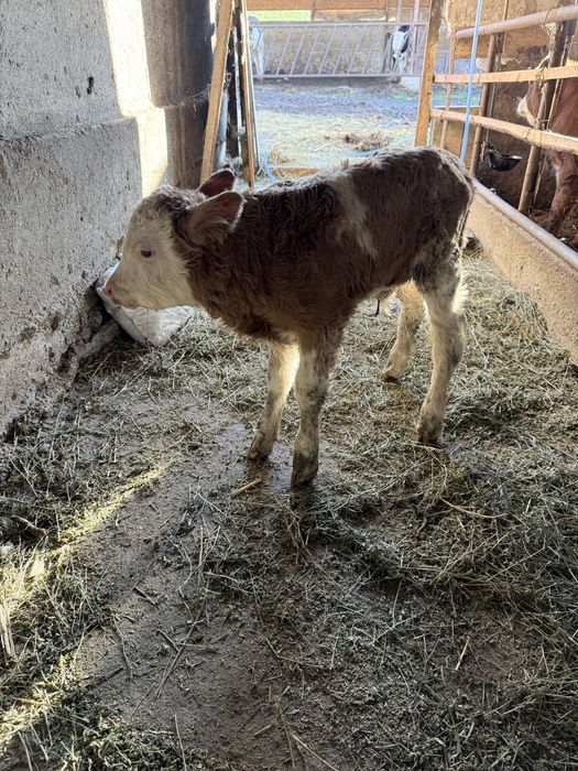 Vand doua vitele si un tauras