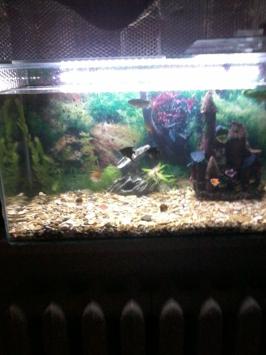 Аквариум большой