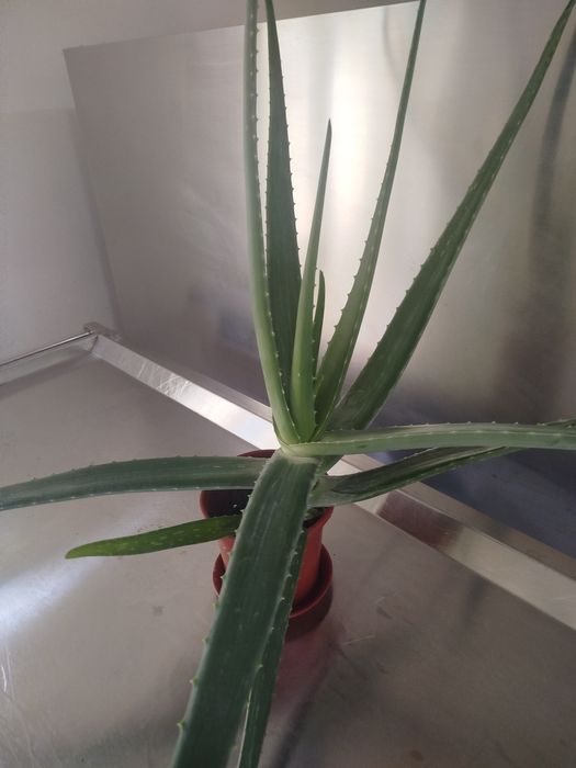 Растения. Лекарственное растение алоэ - вера, столетник