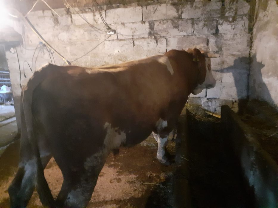 Vand taur varsta 2 ani si 7 luni 930-960kg