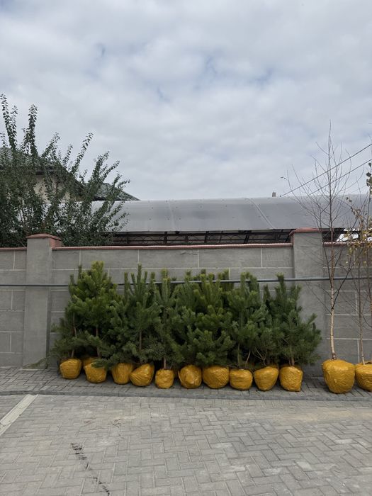 Сосна крымская и обыкновенная