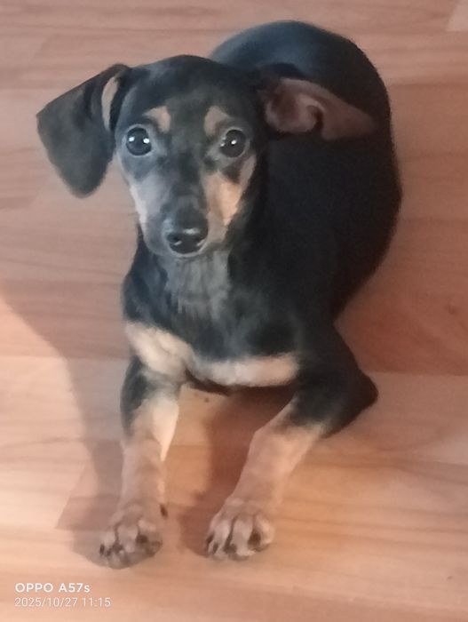 Отдам в добрые руки девочка той терьер