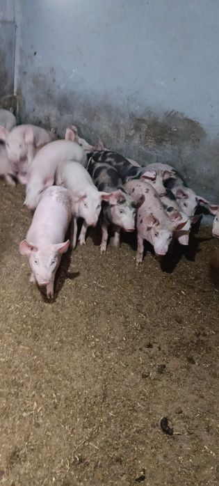 Vând miei pentru crescut