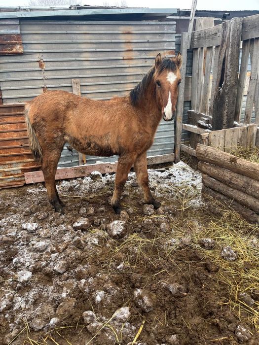 Продается жабагы девочка