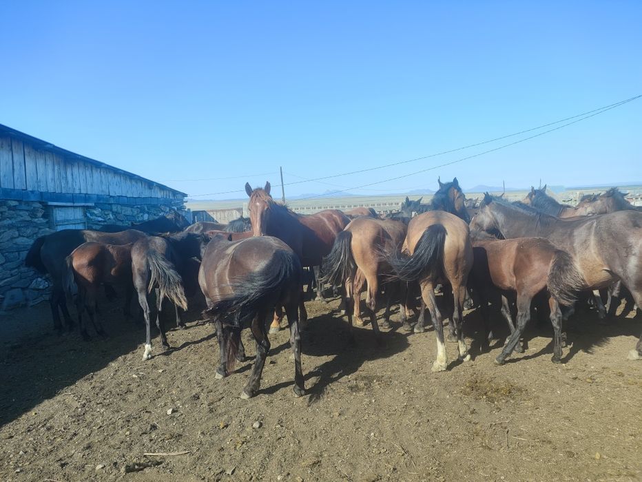 Биелер  сатылады