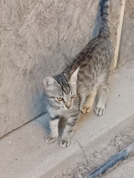ofer spre adoptie 5 pisicuti (pisoi\pisica/motan)