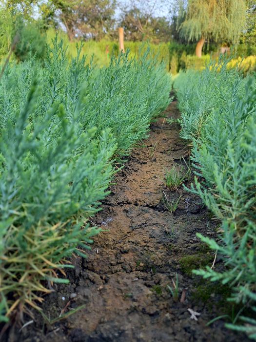 Tuia-thuja biota