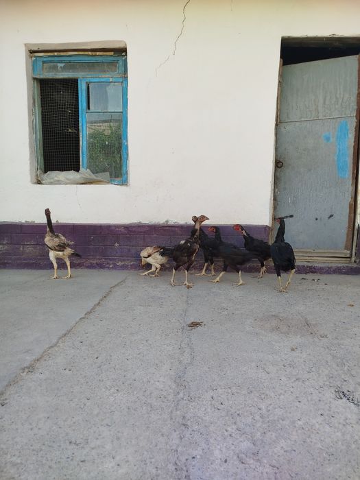 Дакан макён хуроз ва жужалар сотилади