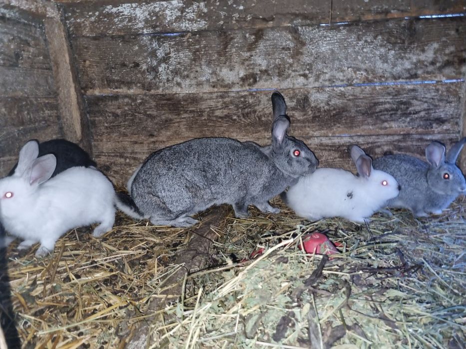 Pui de iepuri românești