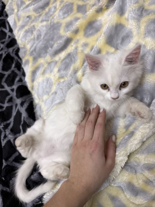 Turetskaya angorka mushukcha