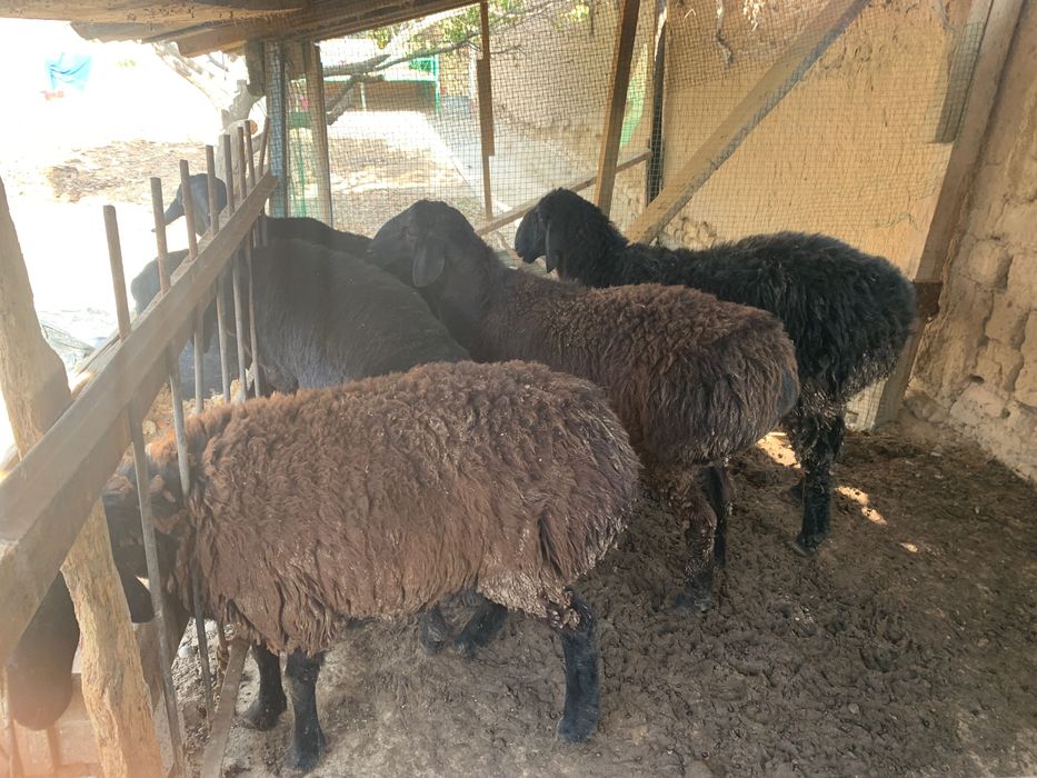 Qoyla sotilad soni 5 ta