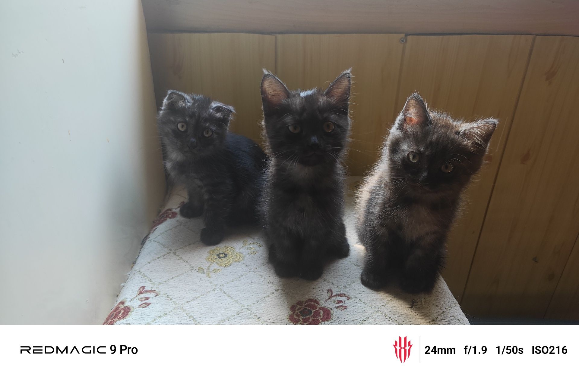 Хорошие котята ищут дом