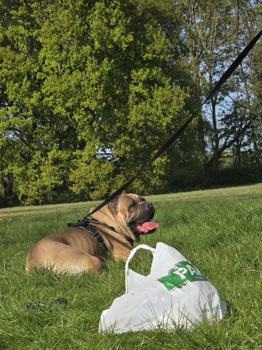 Mascul Cane Corso Formentino cu pedigree FCI, 1 an, dresat