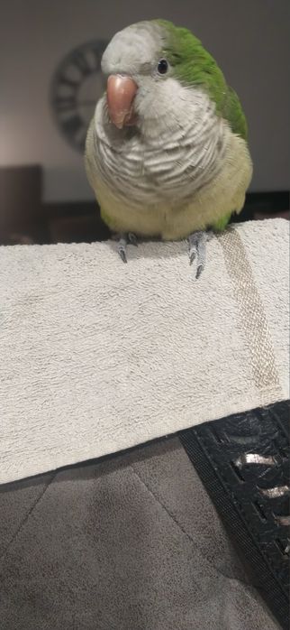 Социален ръчно хранен папагал монах