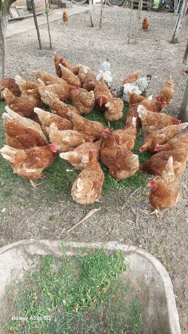 Ouă de țară din găini  crescute ecologic