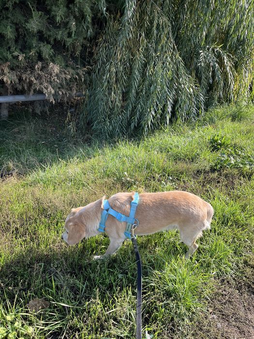 Выгул собак в Ташкенте