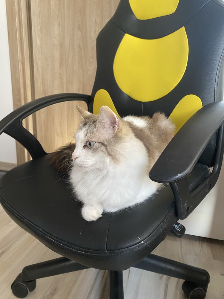 Работен стол, детски