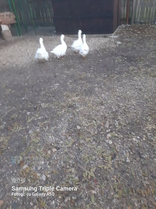 Vand gâște       .