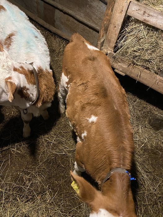 Vând 3 vițele înțărcate