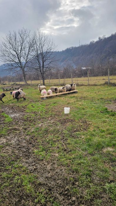 Oii carabase 1200 lei