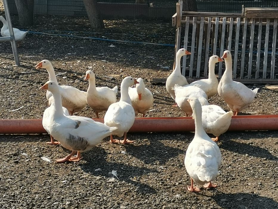 Gâște românești de vanzare