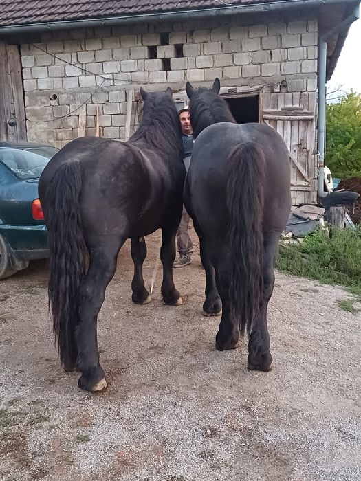De vânzare mânzi armăsari