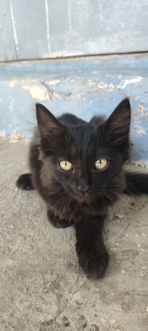Котята отдам даром в хорошие руки