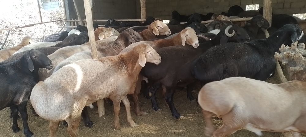 Бокилган кучкорлар .илтимос бекорчилар безовта килмасин.