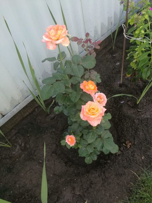 Розы. Не копанные кусты с целыми корнями прямо из сада. на Шаляпина.