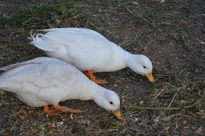 Vand rate olandeze pitice