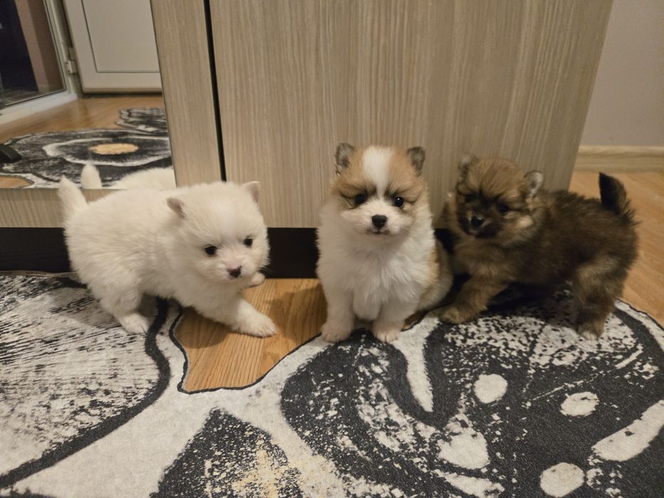 Померан мини Шпиц 3кг