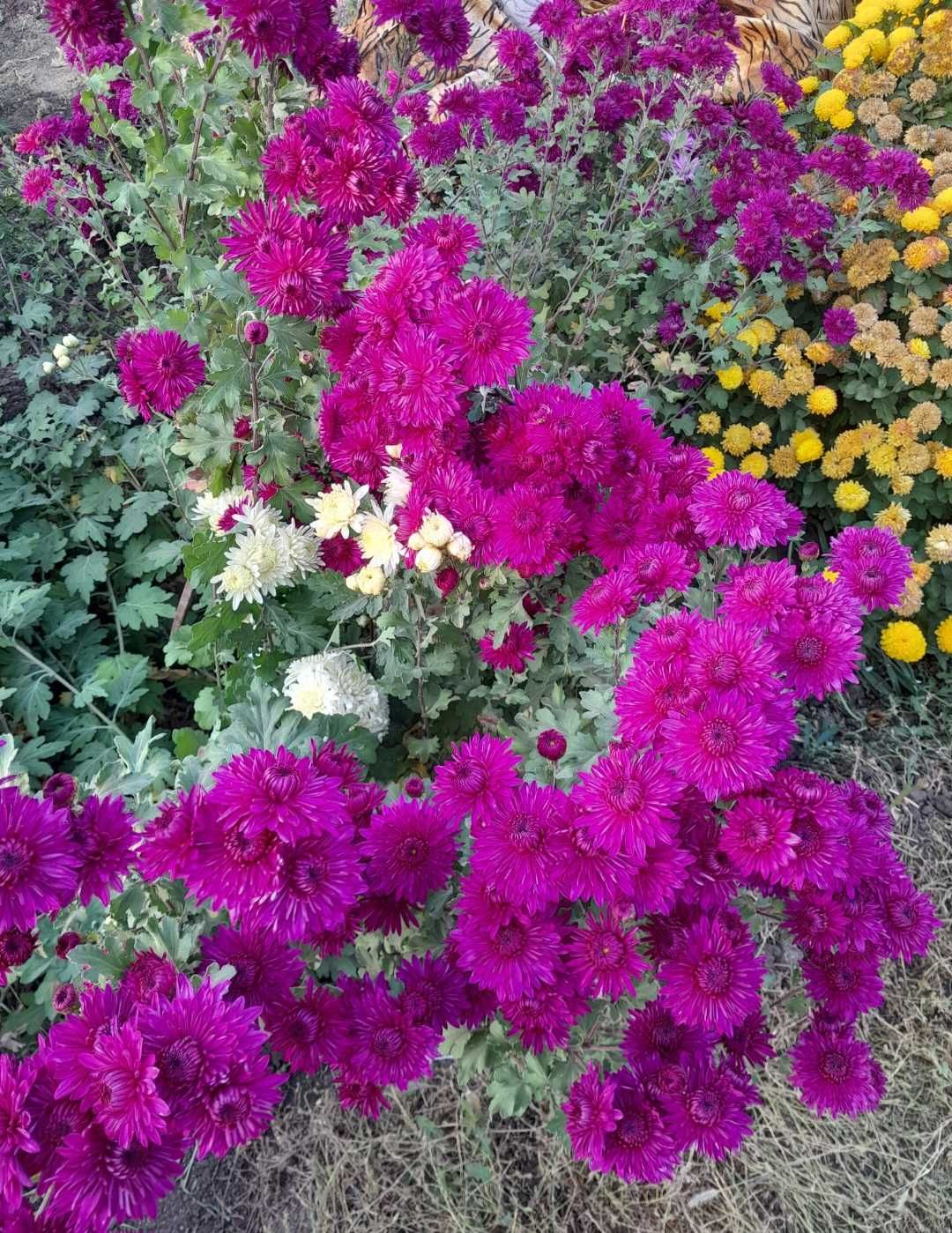 Продам яблоки сладкие с дерева