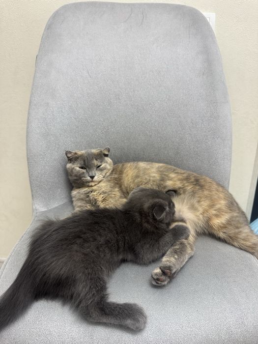 Продаются кошки пародистые