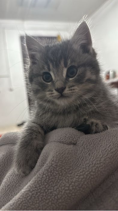 Кошки британскии