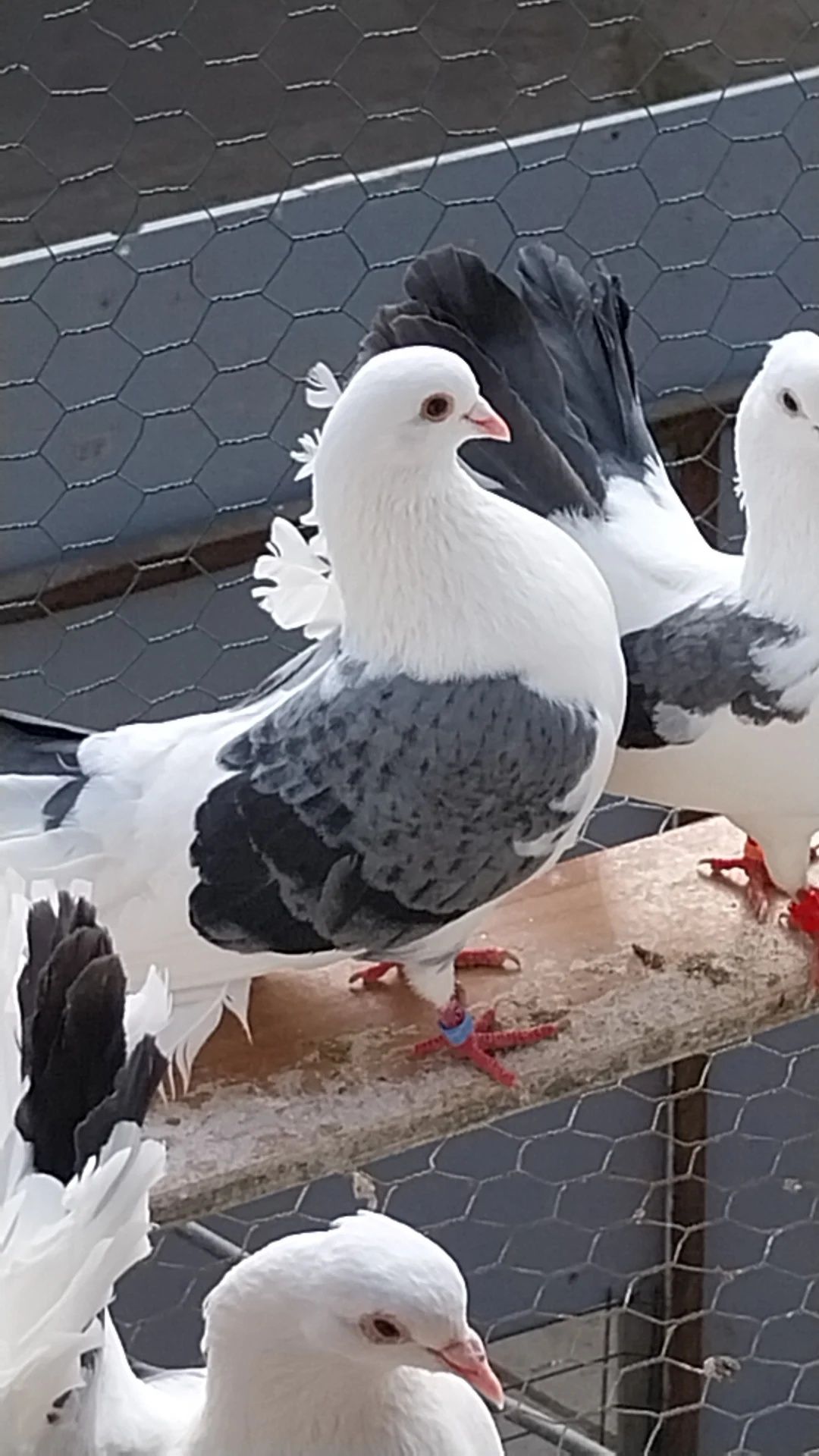 Vând 4 perechi porumbei provin din rasa voltat indian