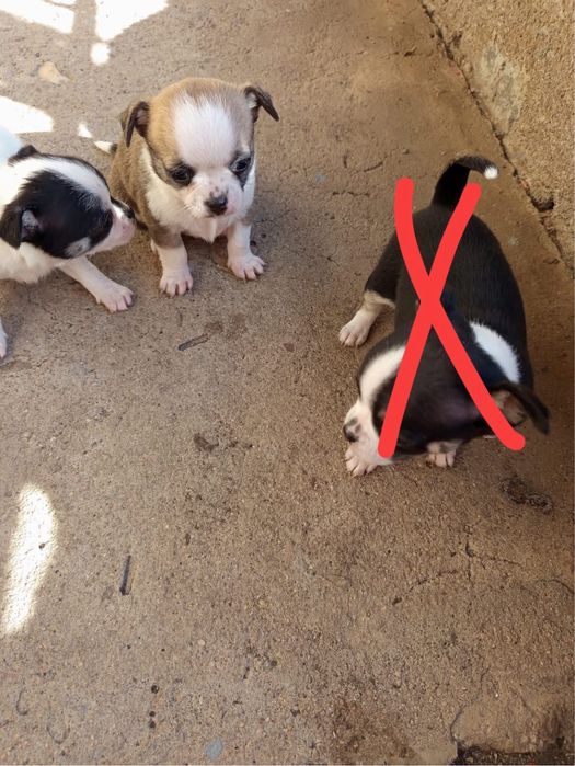 Женски чихуахуа