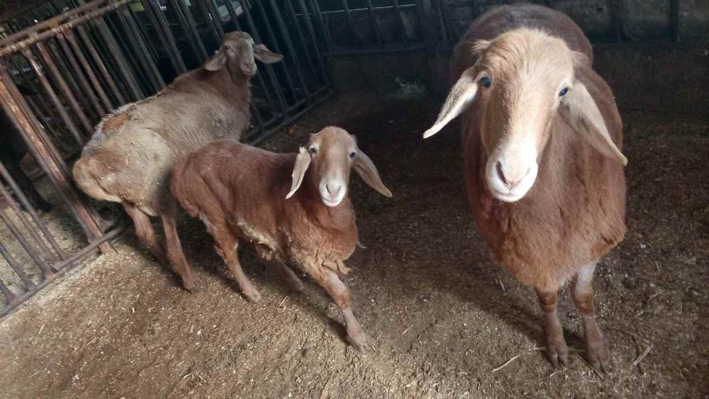 Uyda boqilgan qoylar sotiladi