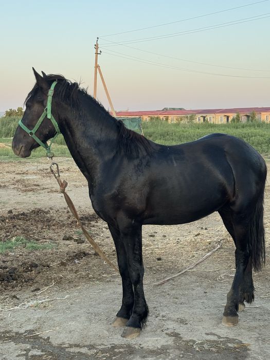 Той сотилади зоти россия бн фриз қўшилган.