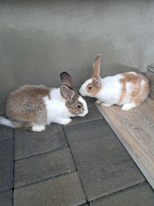 Vand 3 iepuroi hycole