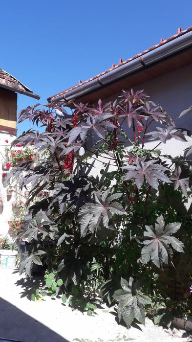 Semințe de ricin ornamental.