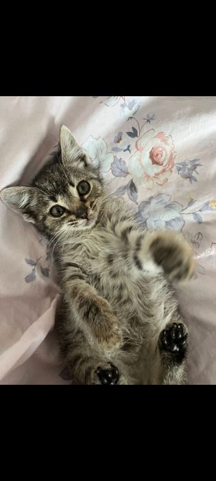 Отдам котёнка в добрые руки.. Умный, активный,игривый.