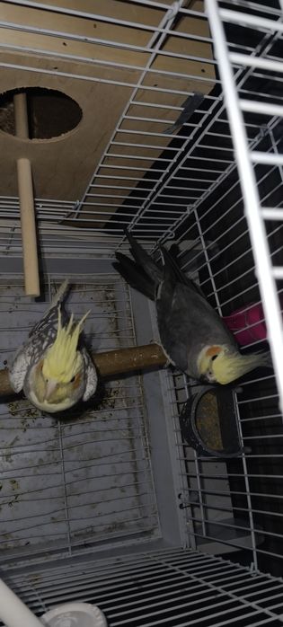 Karella para tayyor sroʻchna sotiladi