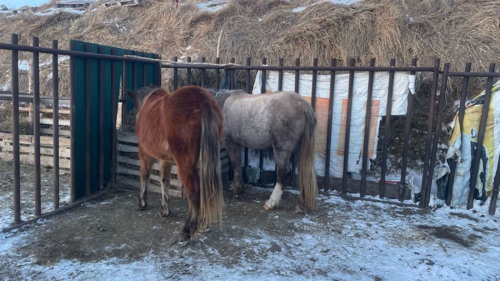 Продам две байталки