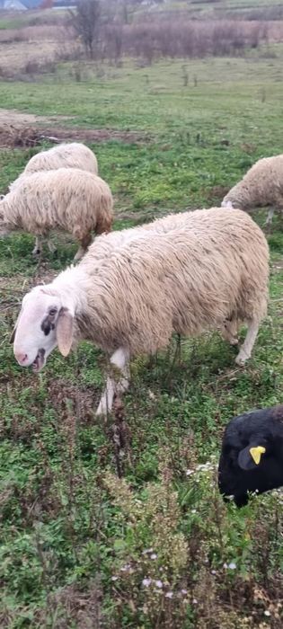 Vand Berbec Bergamask